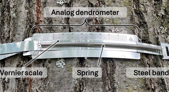 Analog dendrometer on a tree trunk with vernier scale, spring, and steel band.