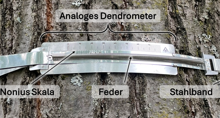 Analoger Dendrometer am Baum mit Nonius-Skala, Feder und Stahlband.