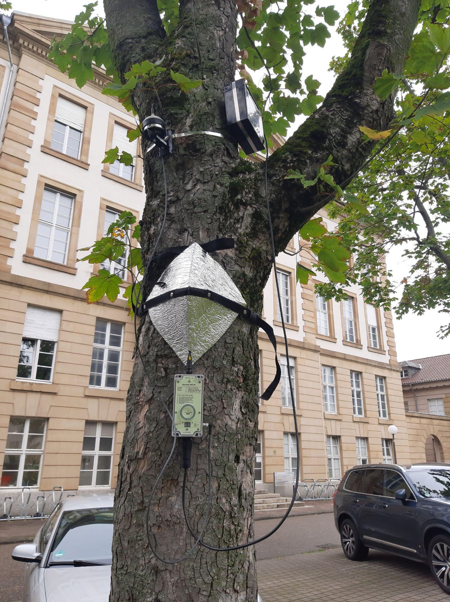 Measuring devices on the tree