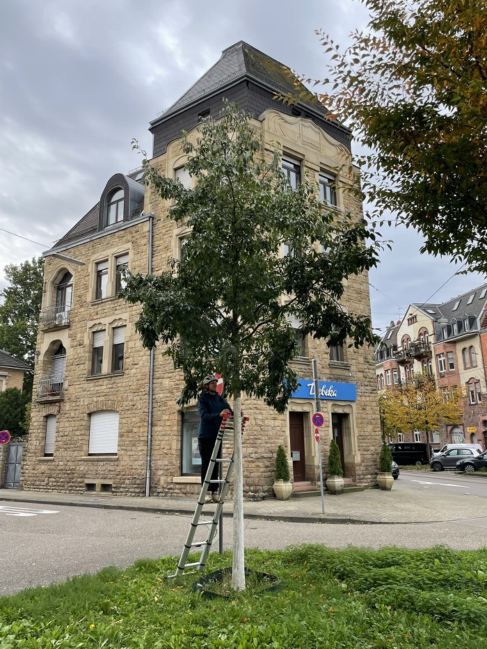 Dendrometer Installation