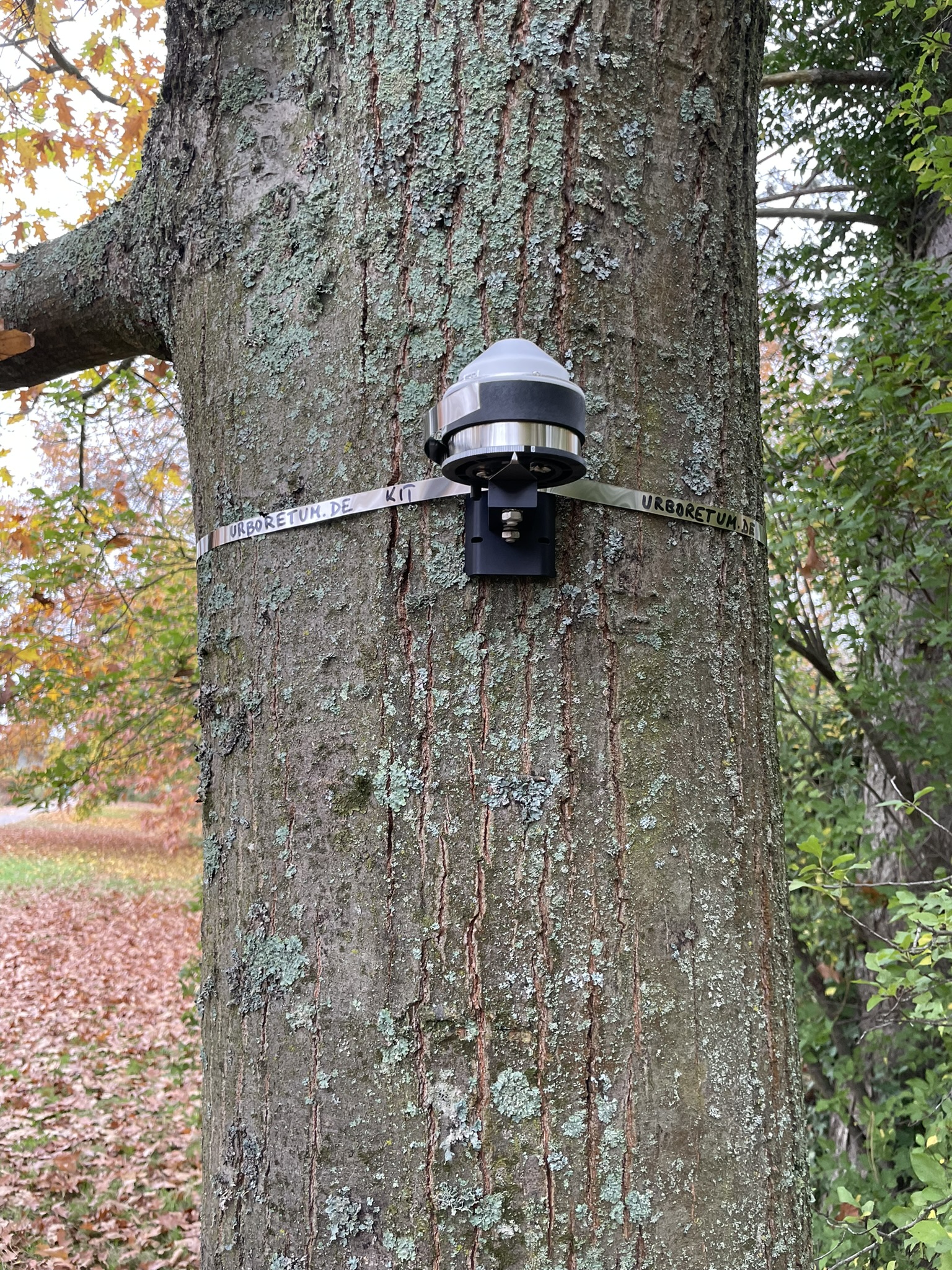 Digitales Dendormeter